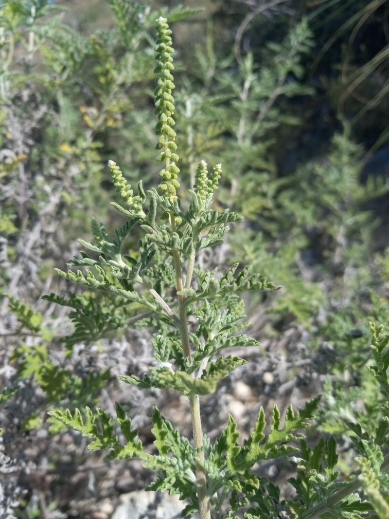 Ambrosia velutina