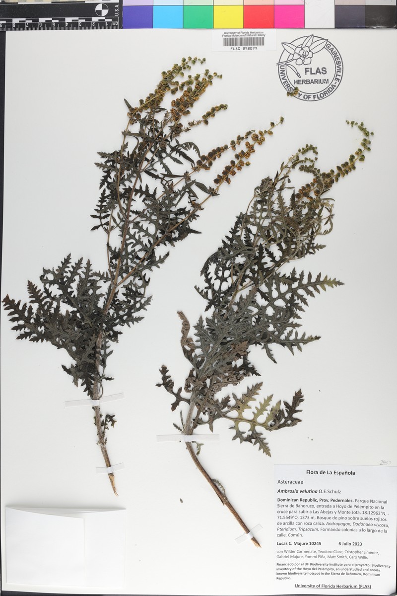 Ambrosia velutina photo 3