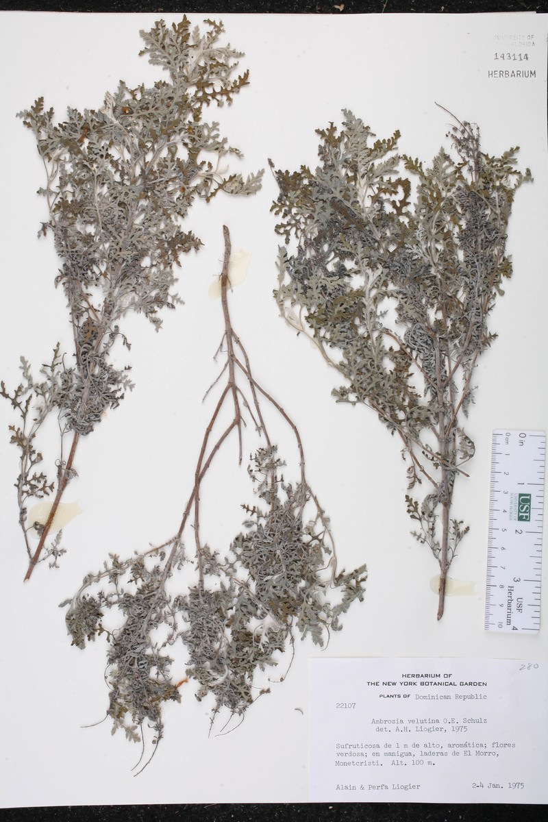 Ambrosia velutina photo 4