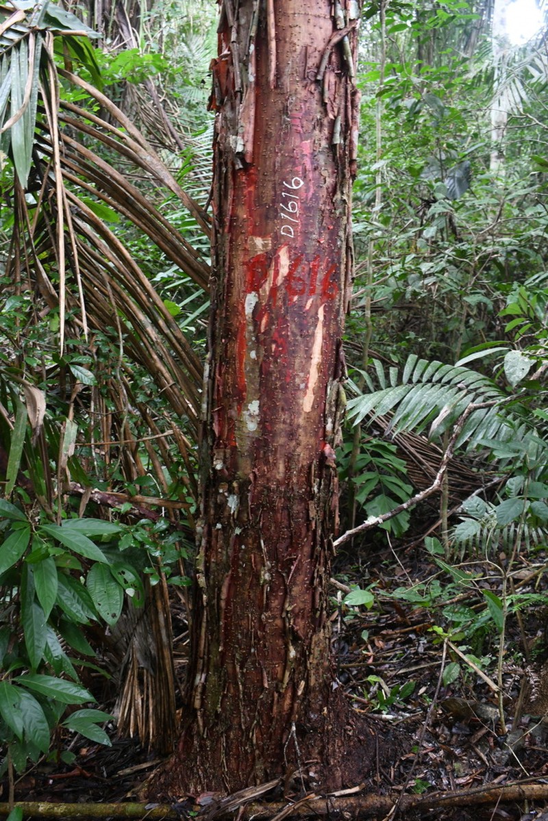 Amburana acreana