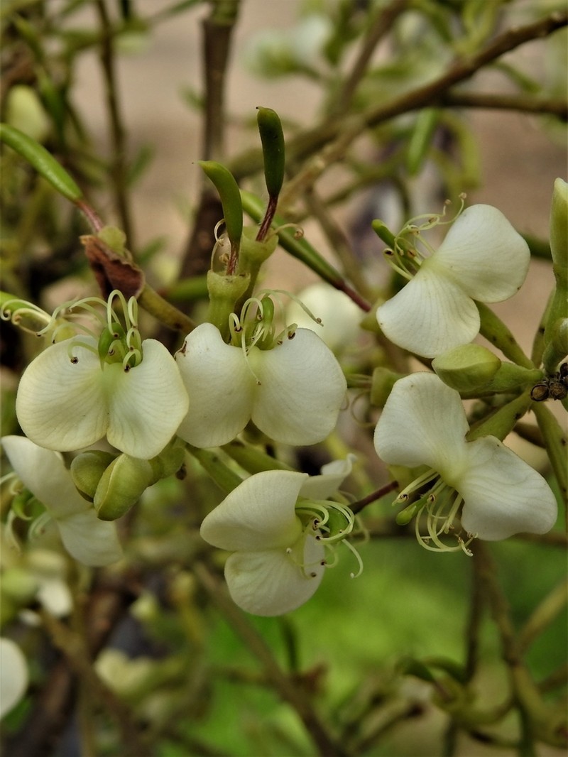 Amburana acreana photo 2