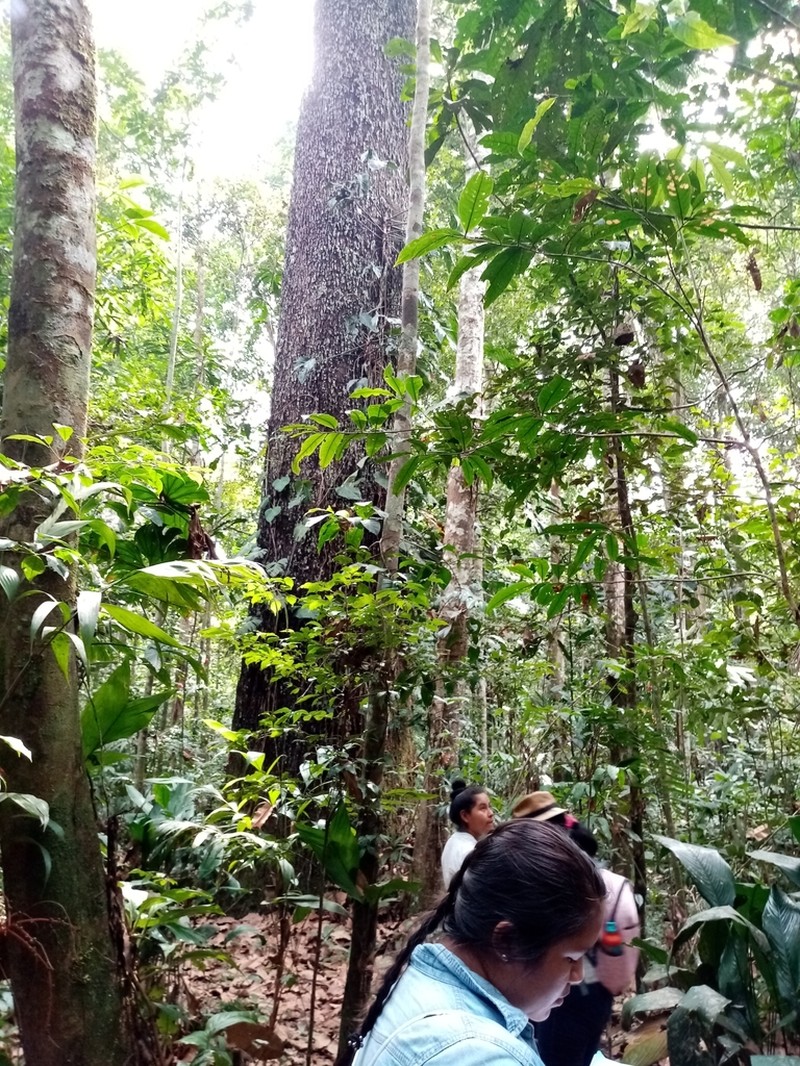 Amburana acreana photo 3