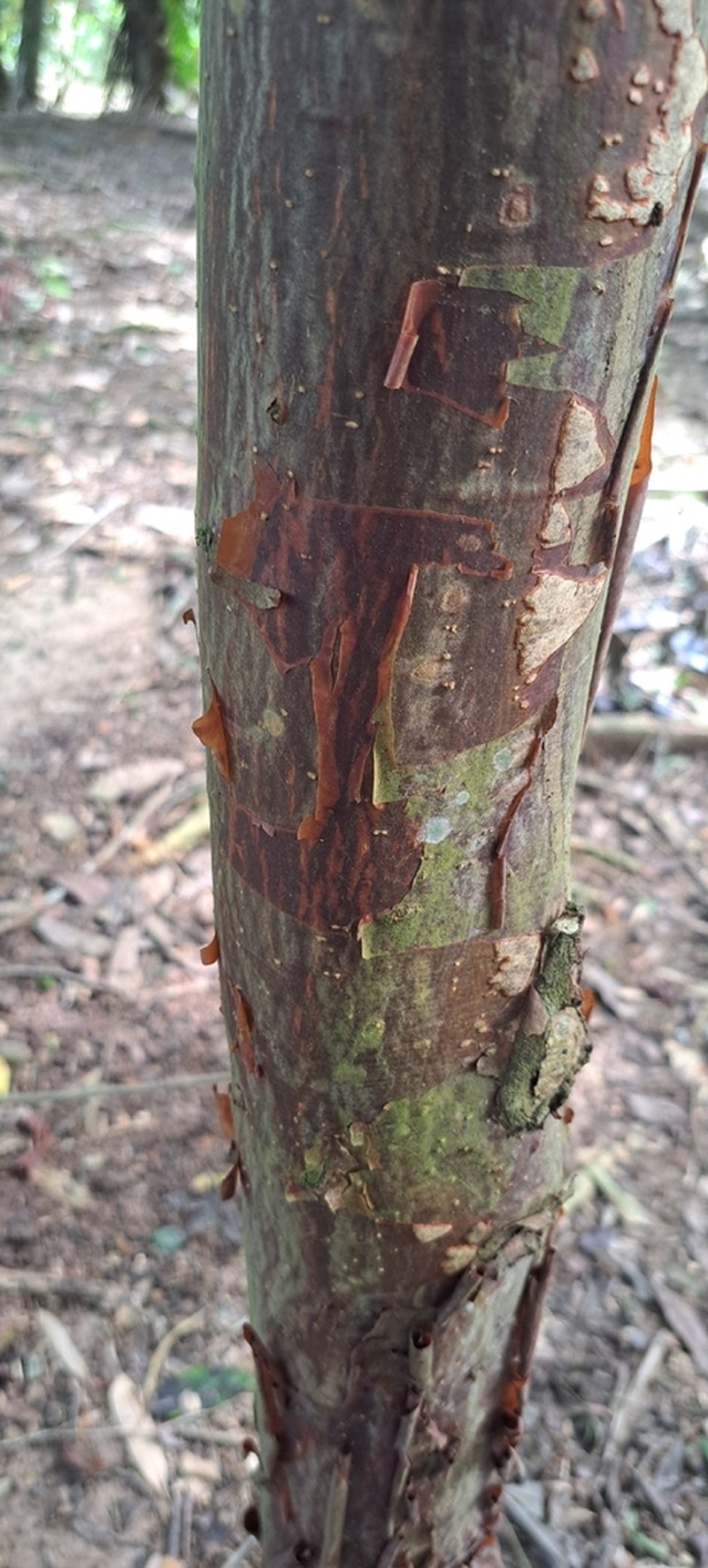 Amburana acreana photo 4