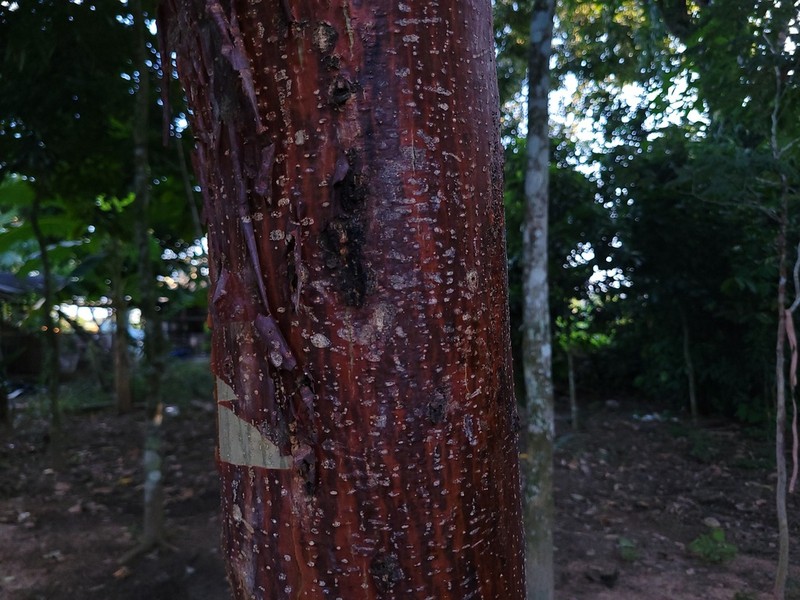 Amburana acreana photo 5