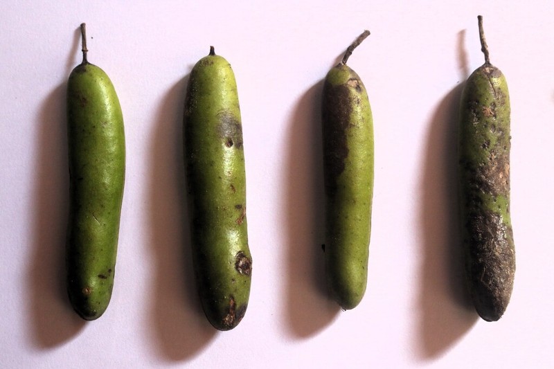 Amburana acreana photo 6