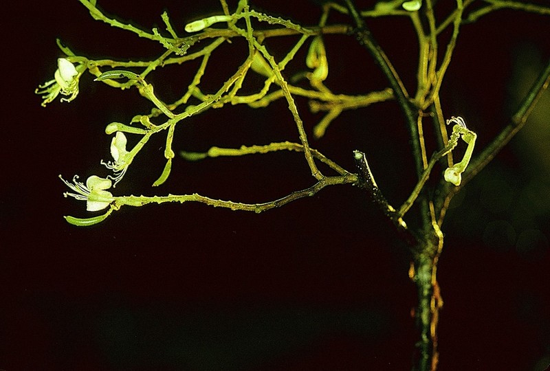 Amburana acreana photo 8