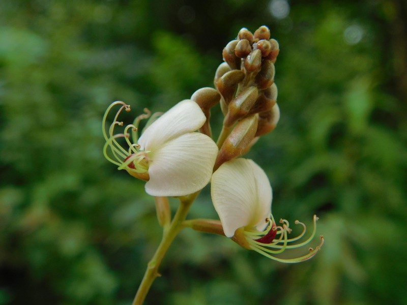 Amburana cearensis photo 2