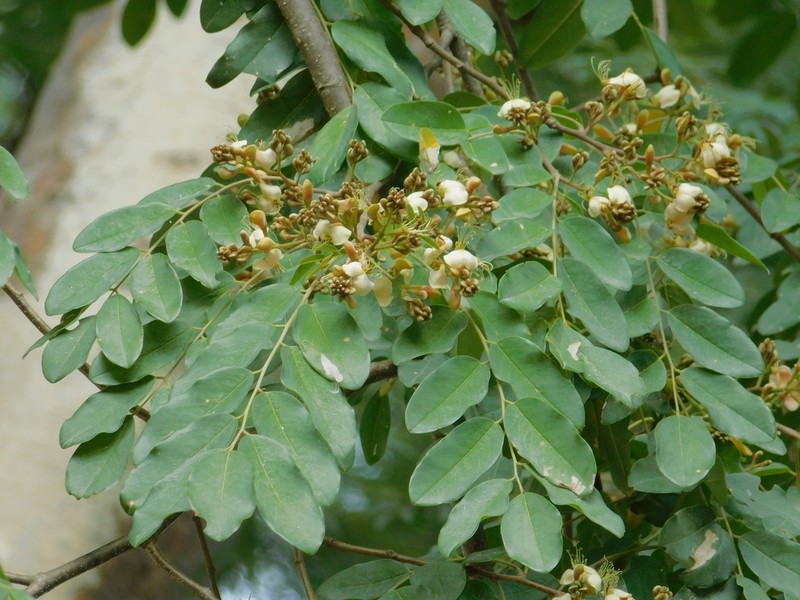 Amburana cearensis photo 4