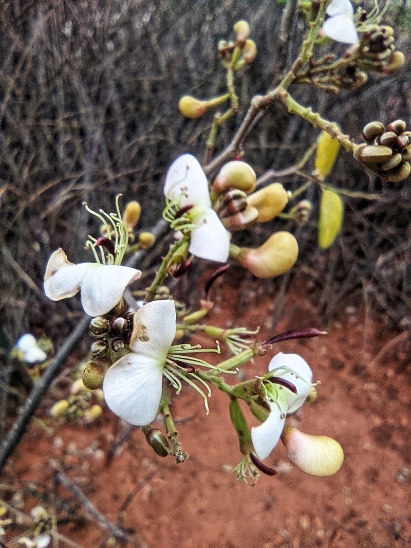 Amburana cearensis photo 5