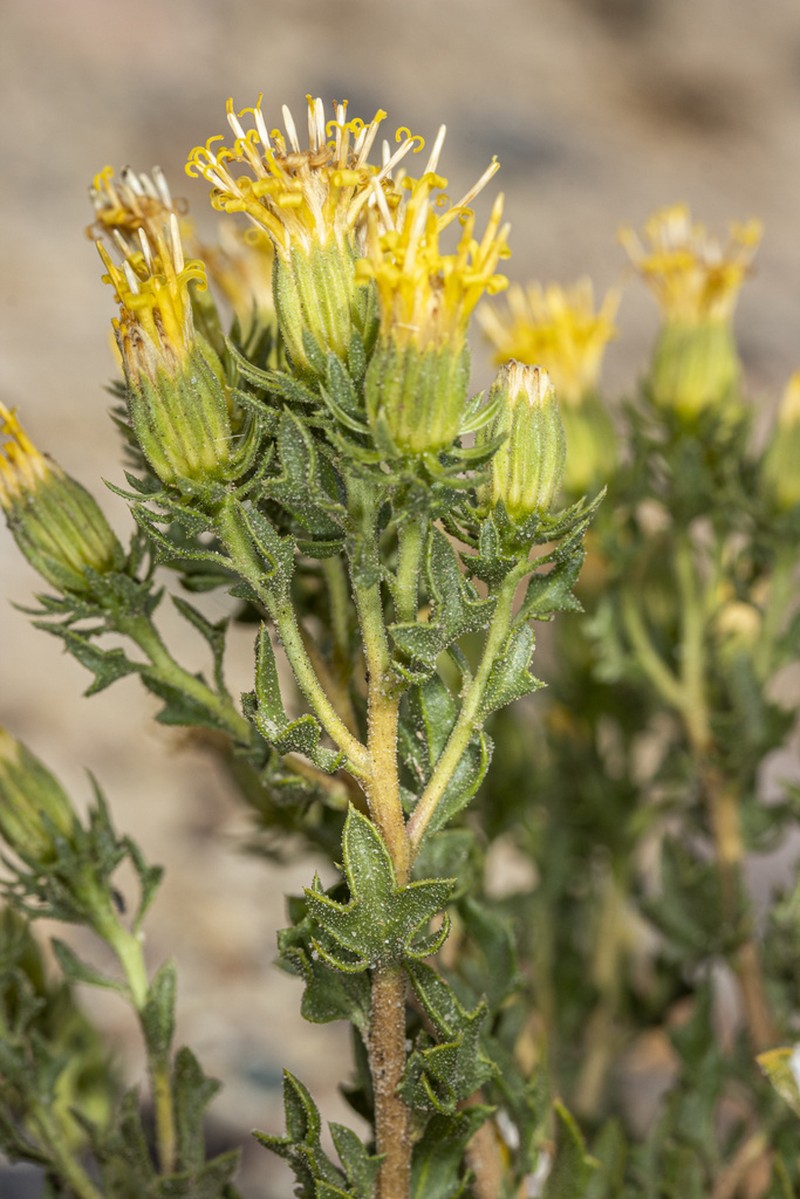 Ameghinoa patagonica