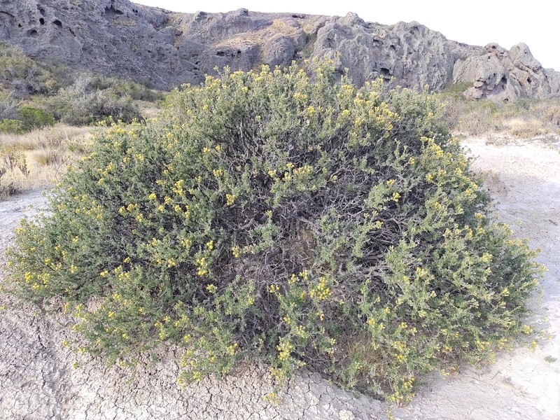 Ameghinoa patagonica photo 2