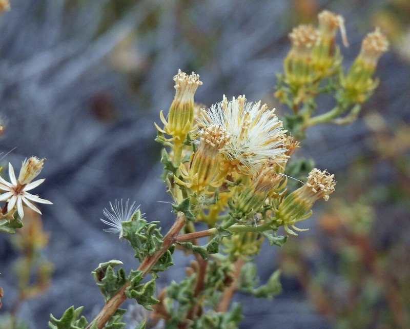 Ameghinoa patagonica photo 3