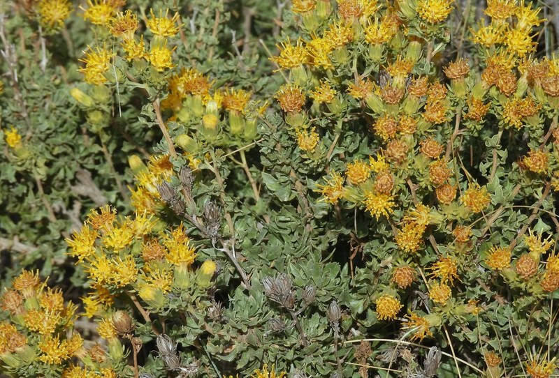 Ameghinoa patagonica photo 4