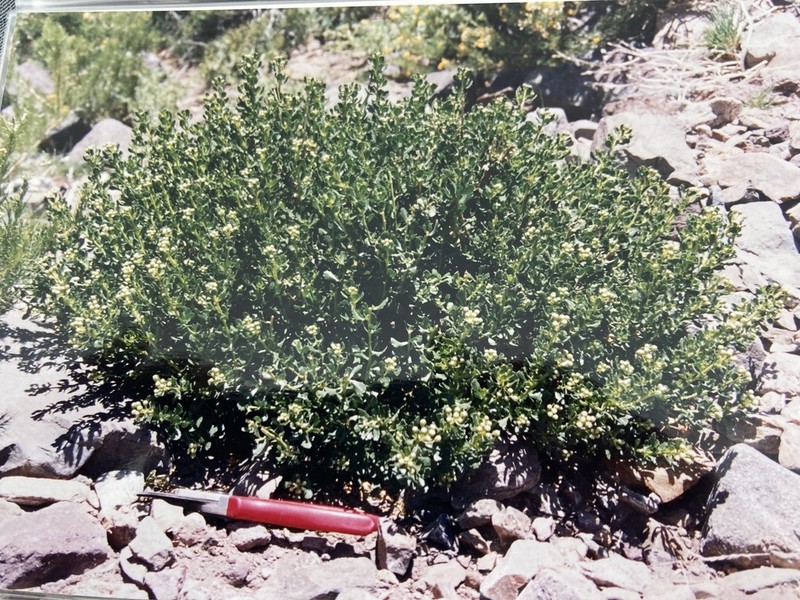 Ameghinoa patagonica photo 5