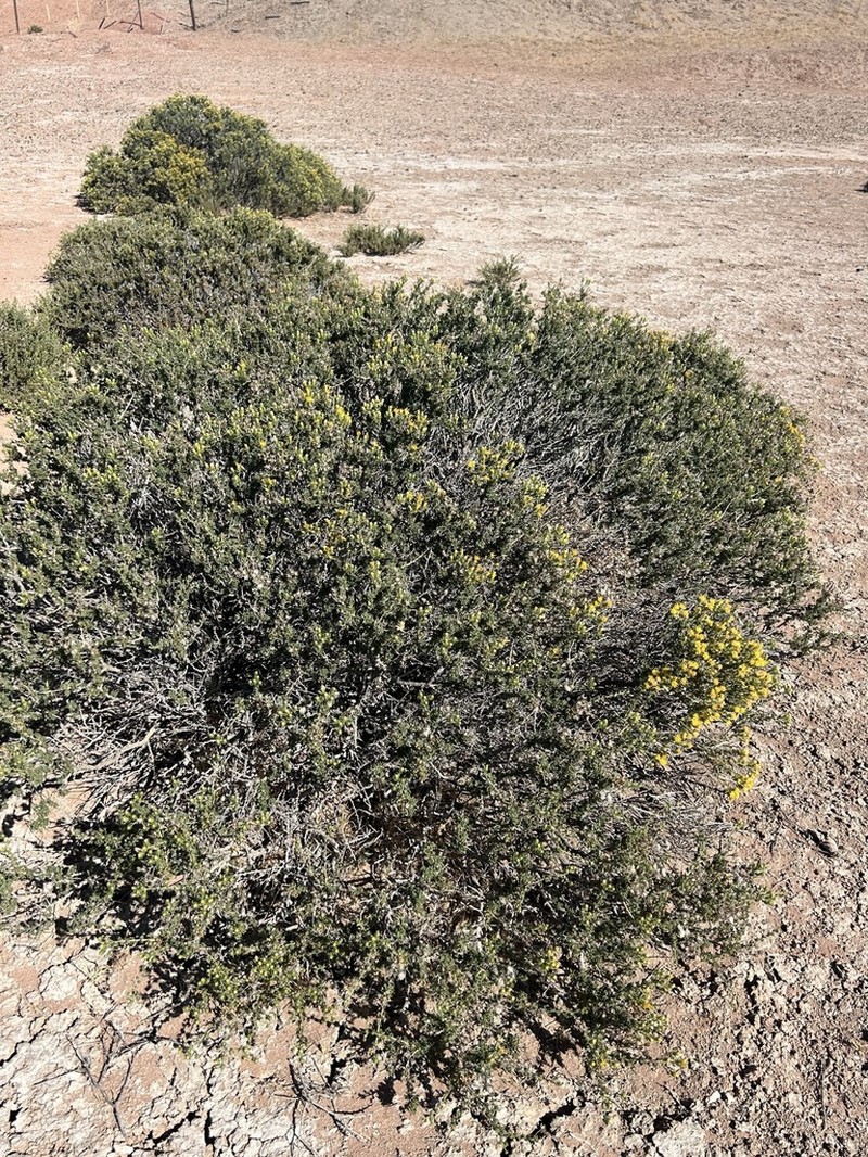 Ameghinoa patagonica photo 6