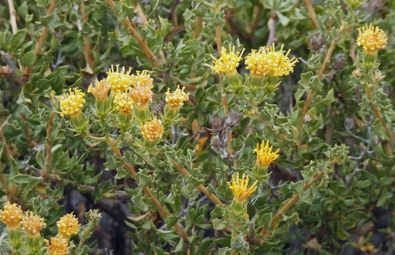 Ameghinoa patagonica photo 7