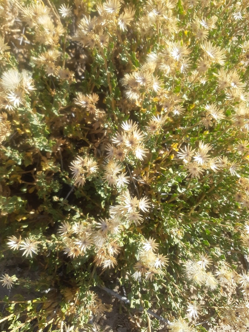 Ameghinoa patagonica photo 8