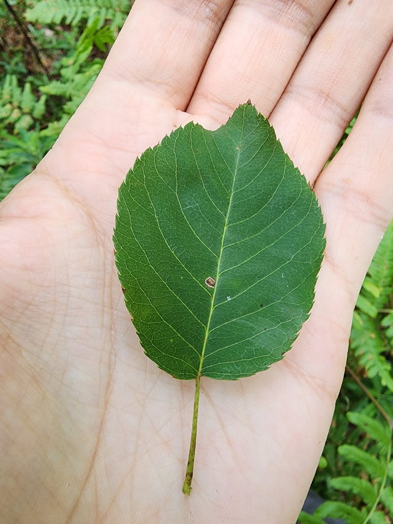 Serviceberry