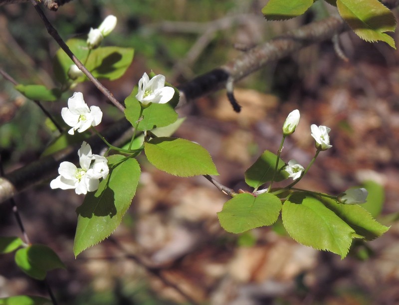 Serviceberry photo 2
