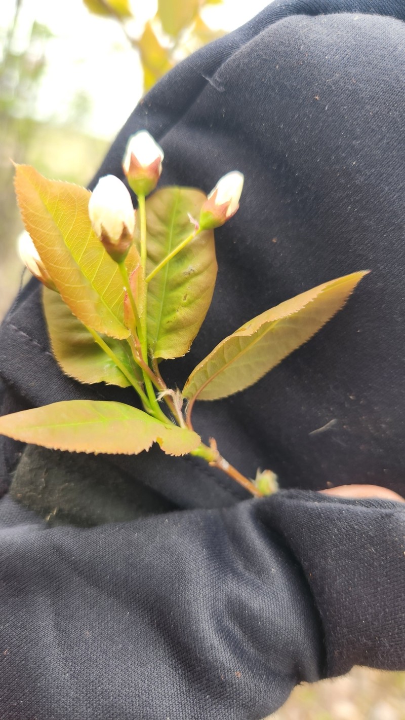 Serviceberry photo 3