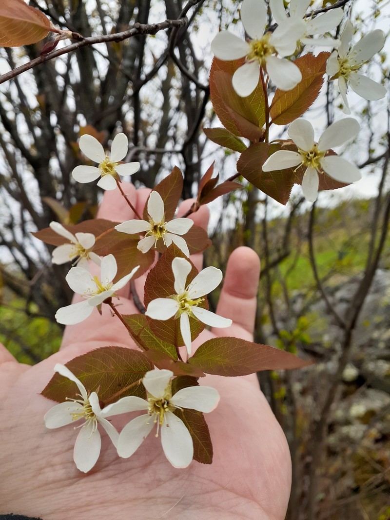 Serviceberry photo 4