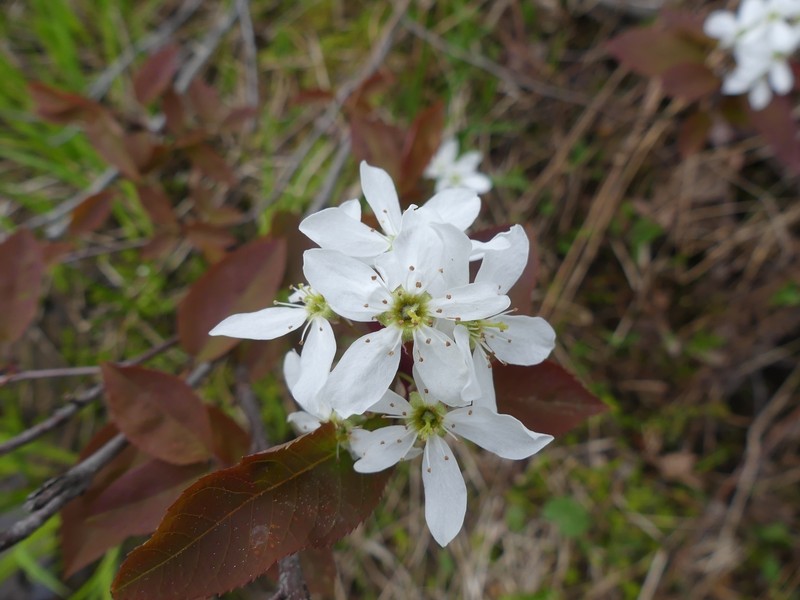 Serviceberry photo 5