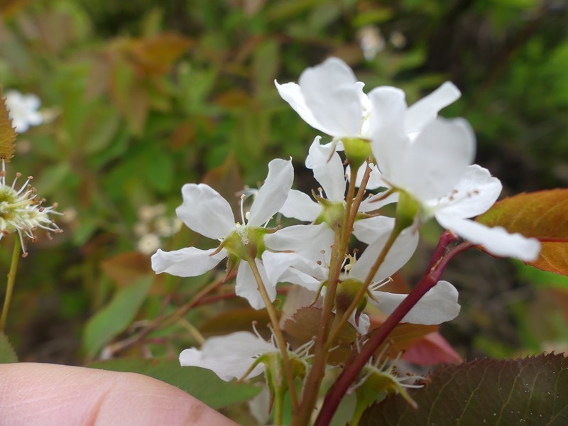 Serviceberry photo 6