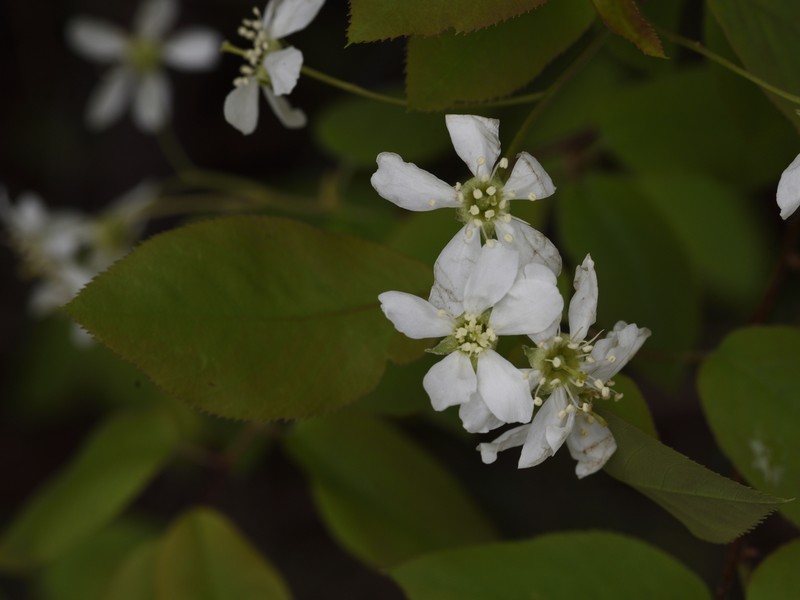 Serviceberry photo 7