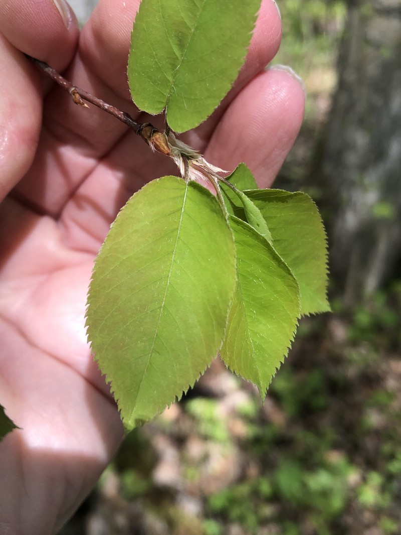 Serviceberry photo 8