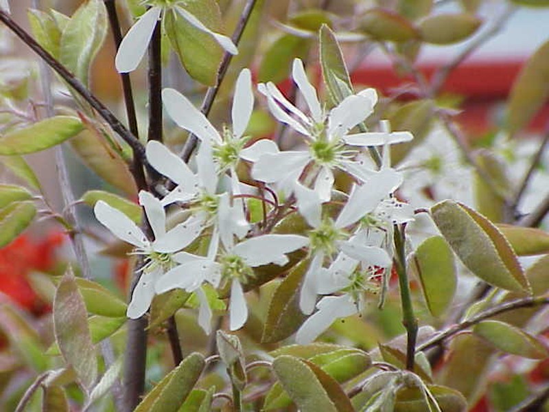Serviceberry