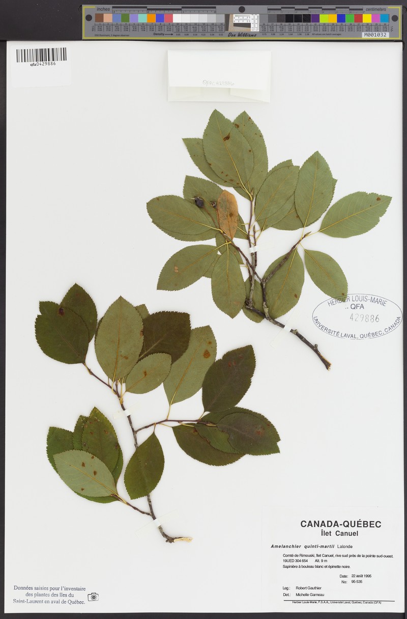 Serviceberry