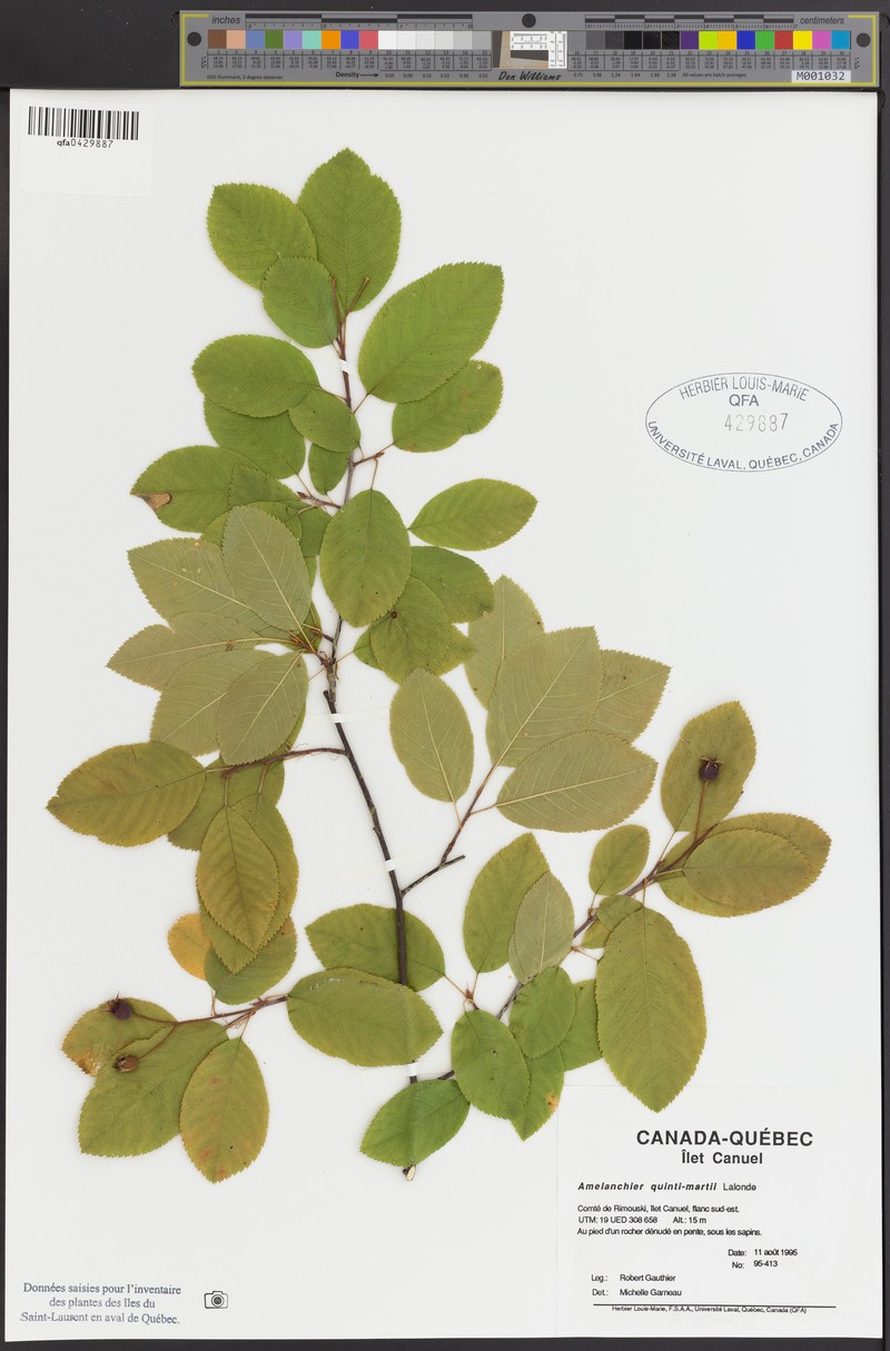 Serviceberry photo 2