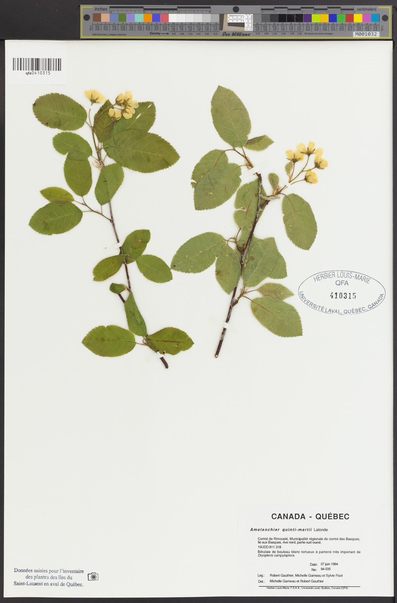 Serviceberry photo 3