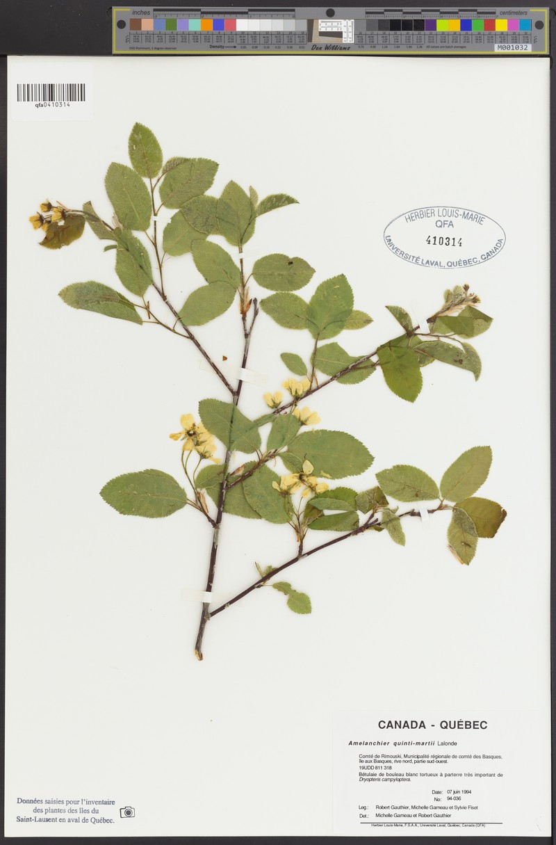 Serviceberry photo 4