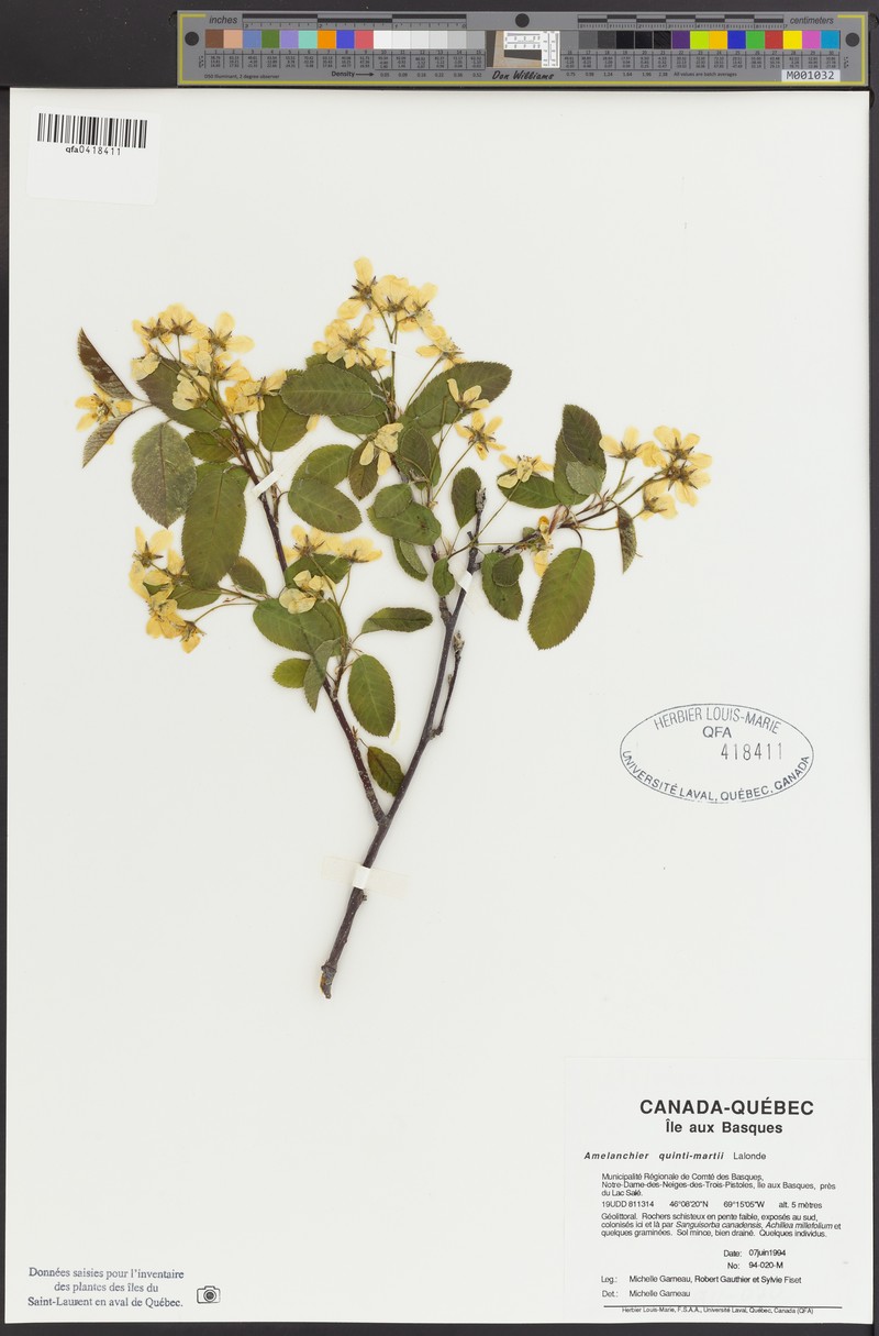 Serviceberry photo 5