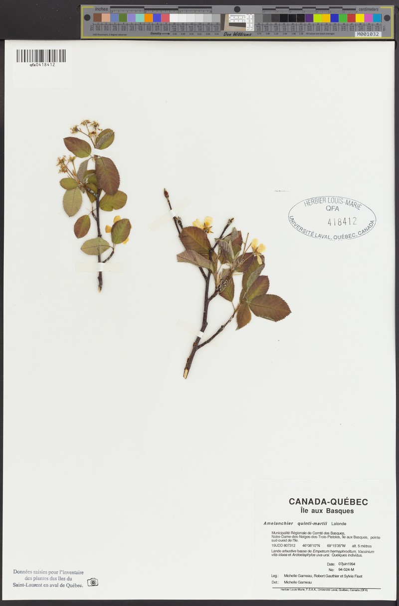 Serviceberry photo 6