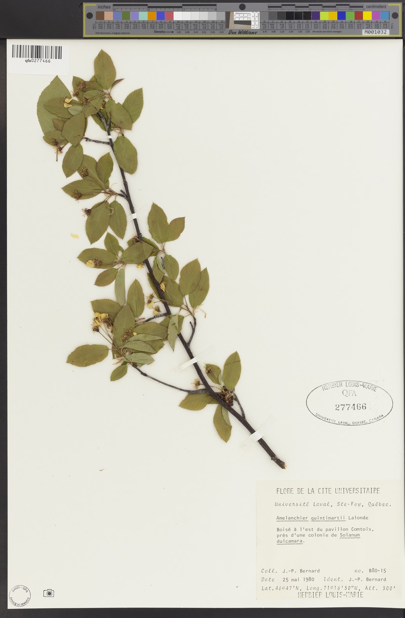 Serviceberry photo 7