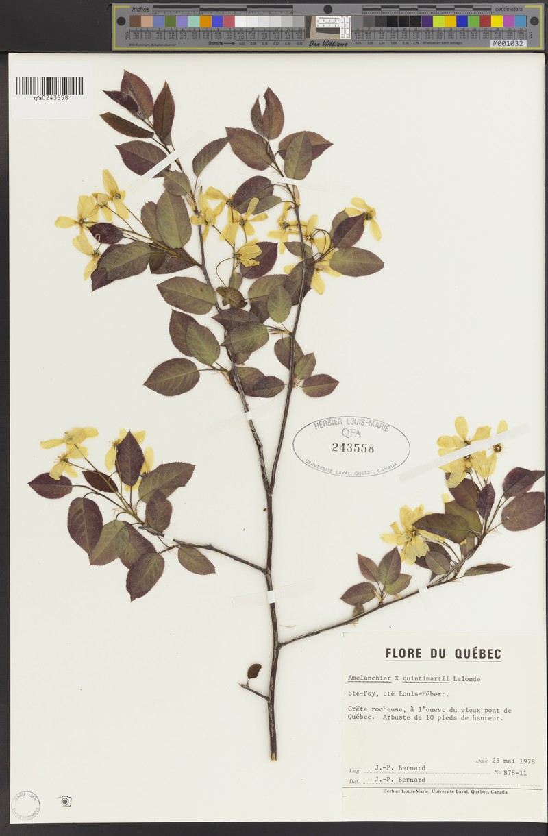 Serviceberry photo 8