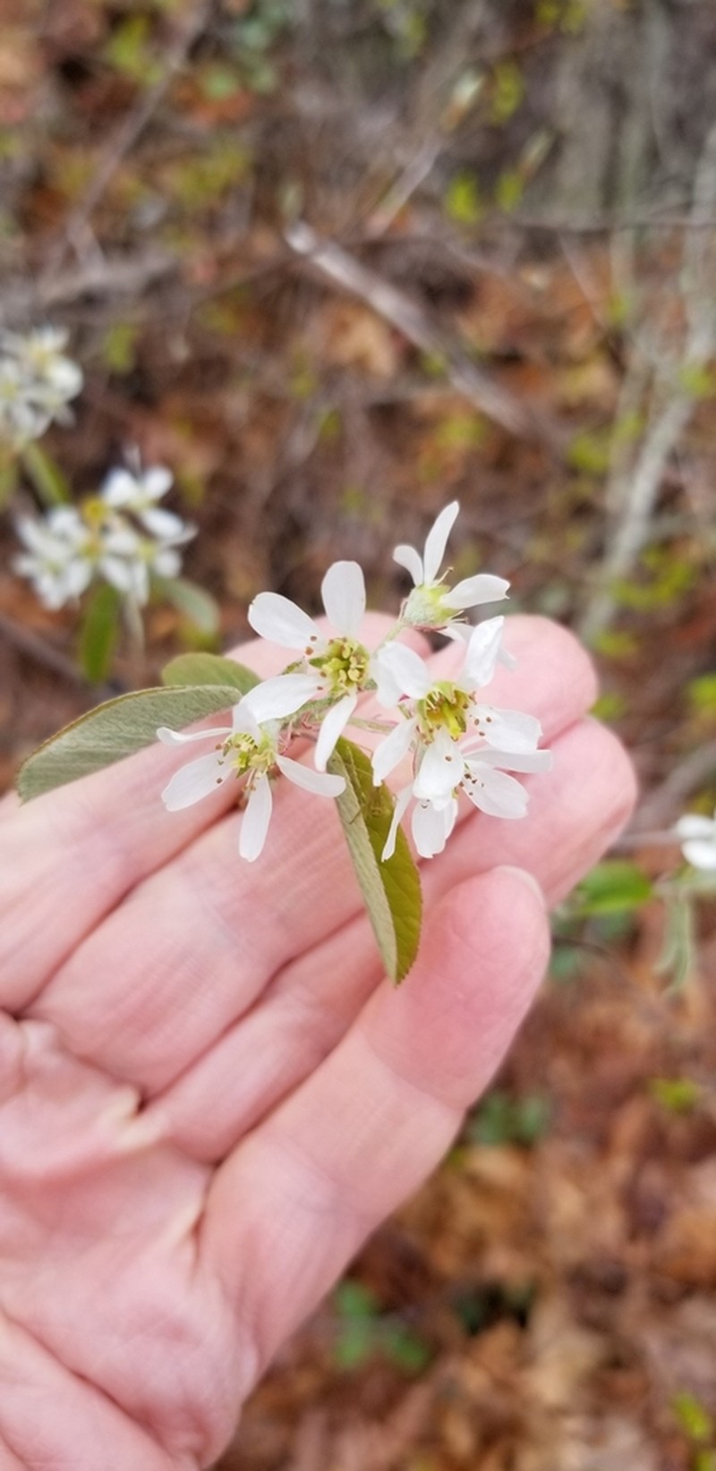 Serviceberry photo 5