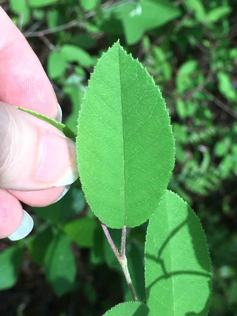 Serviceberry photo 6