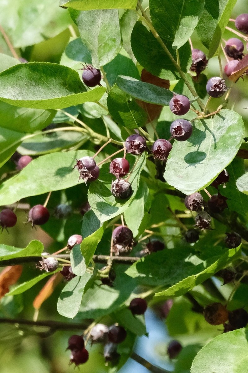 Serviceberry photo 8