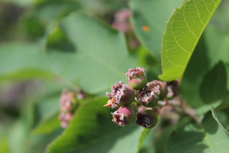 Saskatoon serviceberry photo 2