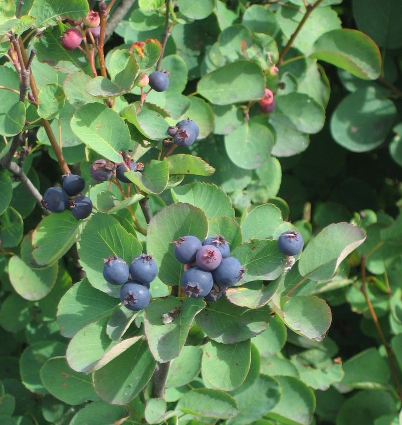 Saskatoon serviceberry photo 3