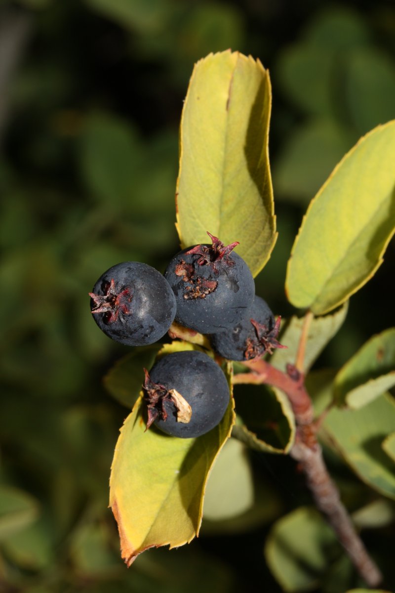 Saskatoon serviceberry photo 4
