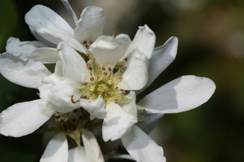 Saskatoon serviceberry photo 5