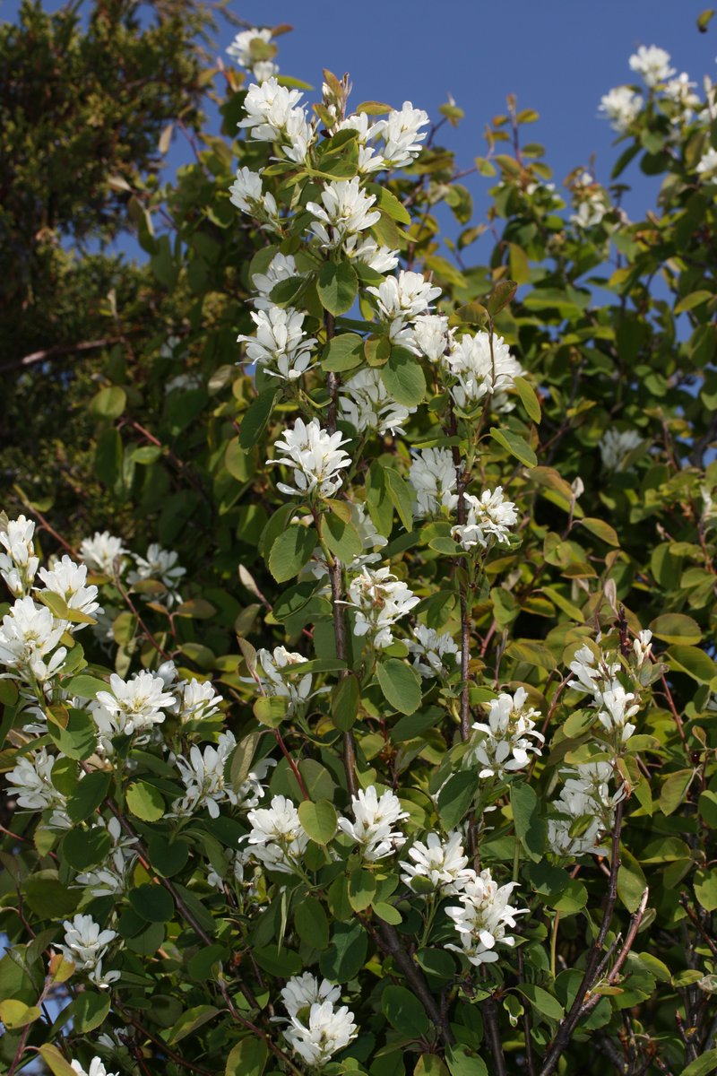 Saskatoon serviceberry photo 6