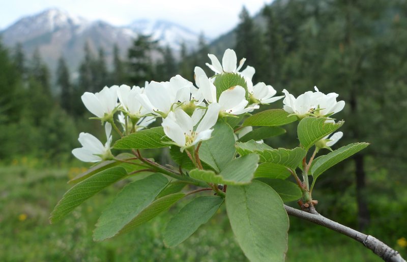 Saskatoon serviceberry