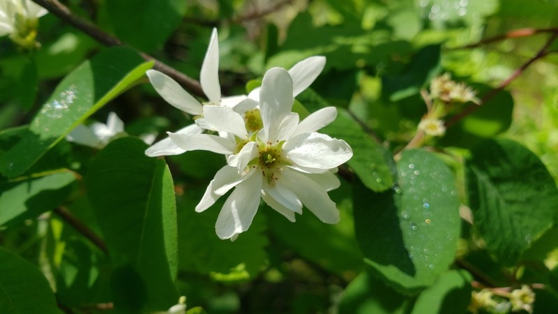 Saskatoon serviceberry photo 7