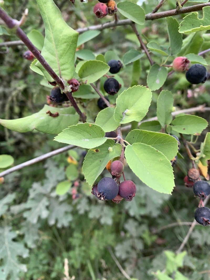 Saskatoon serviceberry photo 8