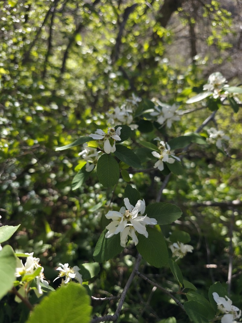 Amelanchier alnifolia var. alnifolia